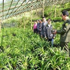 ươm giống hoa lan, vườn quốc gia Hoàng Liên