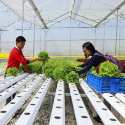trồng rau thủy canh, vườn rau thủy canh, Đà Lạt, nông nghiệp công nghệ cao