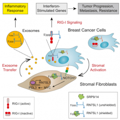 nguyên bào sợi, exosome, RN7SL1