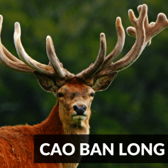 cao ban long là gì, cao ban long, cao nhung hươu, cao gạc nai