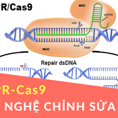 Công nghệ chỉnh sửa gen bằng CRISPR-Cas9 trong điều trị bệnh tim mạch, cơ chế crispr cas9, chinh sua gen, crispr cas9 là gì