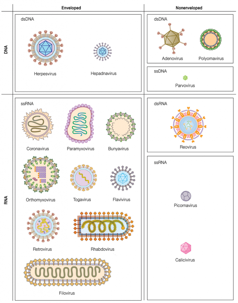 T Ng Quan V Virus P C U Tr C V Qu Tr Nh X M Nhi M C A Virus