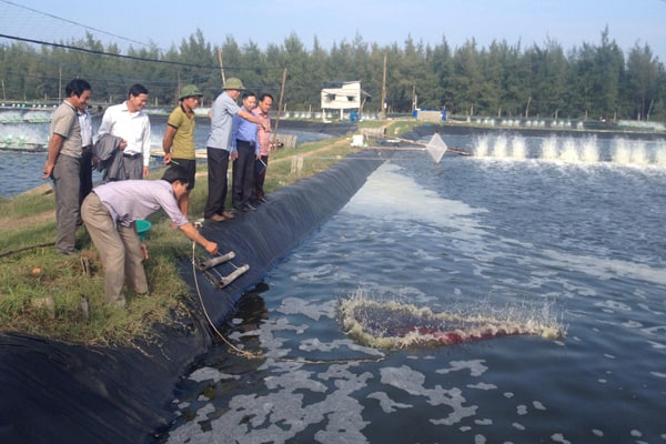 nuôi tôm nước lợ, nuôi tôm nước mặn