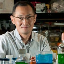 cách mạng tế bào gốc, Shinya Yamanaka, Nobel 2012, iPS