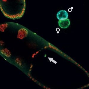 Epigenetic là gì, truyền biểu sinh là gì, Di truyền ngoại gen là gì, Yếu tố ngoại gen, Biểu sinh học, tiền nhân, thụ tinh