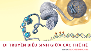 Epigenetic là gì, di truyền biểu sinh là gì, Di truyền ngoại gen là gì, Yếu tố ngoại gen, hệ gen biểu sinh, Thường biến là gì, Đột biến, di truyền học là gì, gen di truyền là gì, nhân tố di truyền là gì, bẩm sinh là gì, biến dị là gì, di truyền học đại cương, kiểu hình là gì, di truyền học người, vật chất di truyền là gì, Gene, gen, Mã di truyền