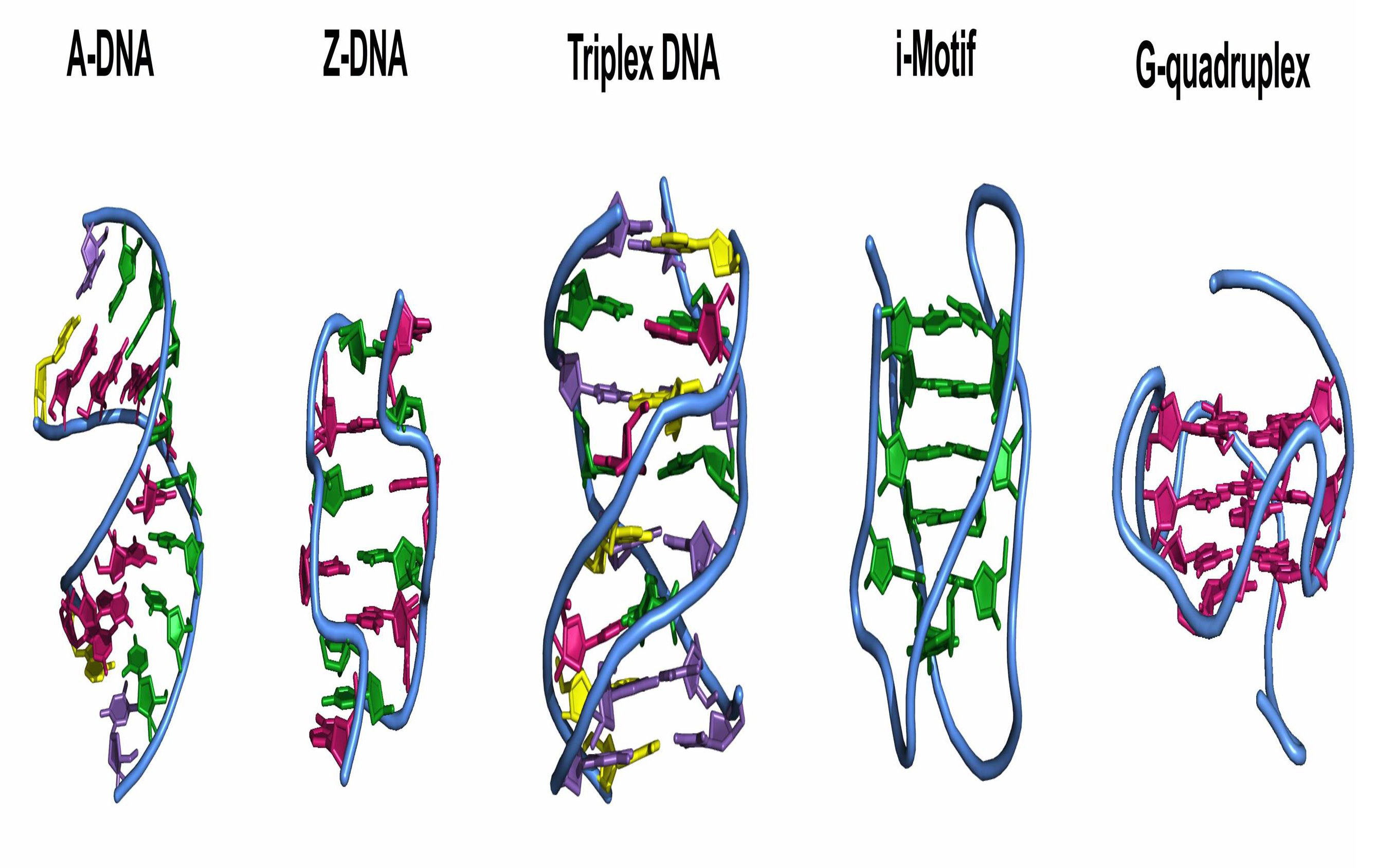ADN là gì Cấu trúc của ADN Chức năng của ADN là gì