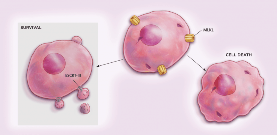Sự chết tế bào có thể đảo ngược, sự chết tế bào, apoptosis, anastasis, sự phục sinh tế bào, tế bào có thể sống lại sau apoptosis hay không, entosis, nepcroptosis, ferrotosis, chết tế bào theo lộ trình, sự tự thực, autophagy, sự thực bào, ty thể