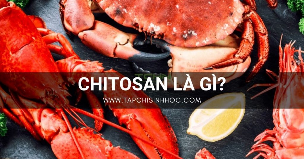 chitosan là gì